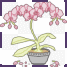 vignette_orchidee_Marie-Neige
